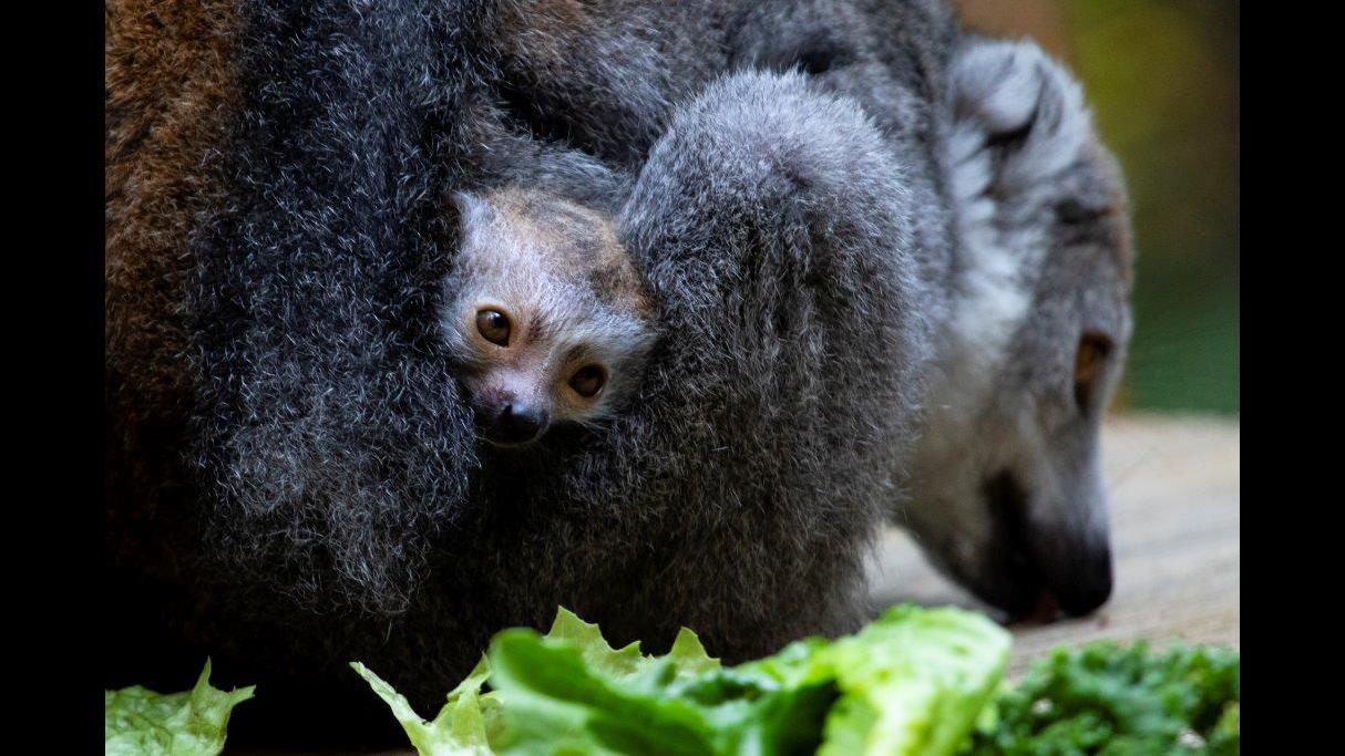 Zoo Atlanta filled with new babies – WSB-TV Channel 2 - Atlanta